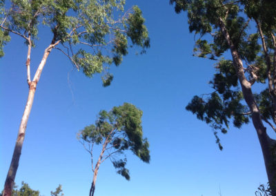 7-Eucalyptus ciel_8